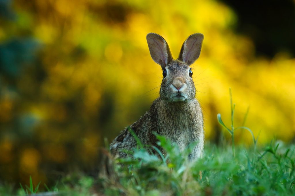 Vue rapprochée d'un lapin