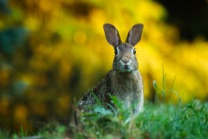 Vue rapprochée d'un lapin