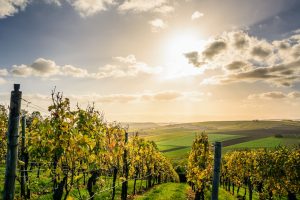 Paysage de vignes