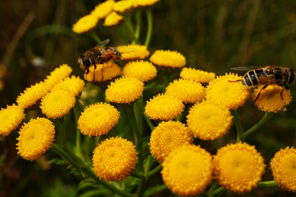 pexels-george-becker-130198 2 abeilles