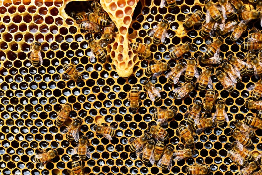 Collaboration des abeilles