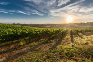 Paysage ensoleillé avec des vignes