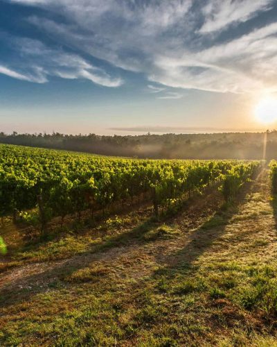 Paysage ensoleillé avec des vignes